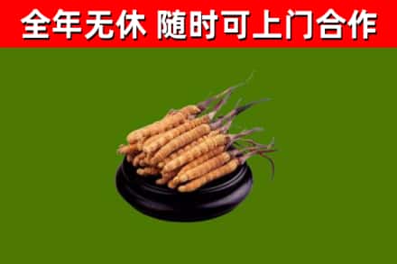 九龙坡回收散虫草