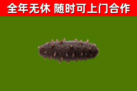 九龙坡回收海参干